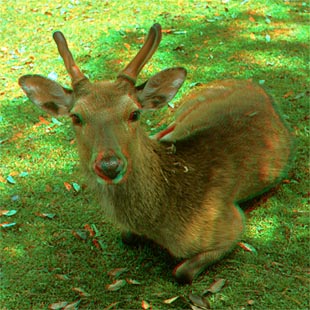 310pix JPEG摜ǍI