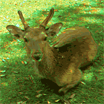 150pix GIF摜ǍI